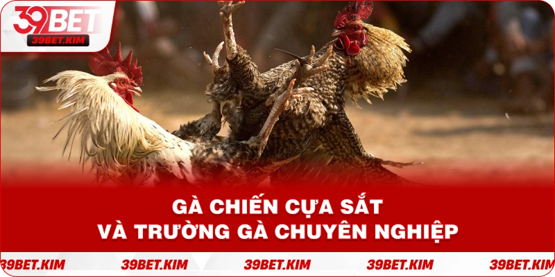 Gà chiến cựa sắt và Trường gà chuyên nghiệp