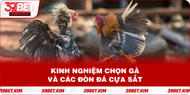 Kinh nghiệm chọn gà và Các đòn đá cựa sắt