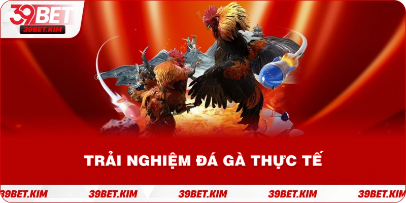 Trải Nghiệm đá gà Thực Tế