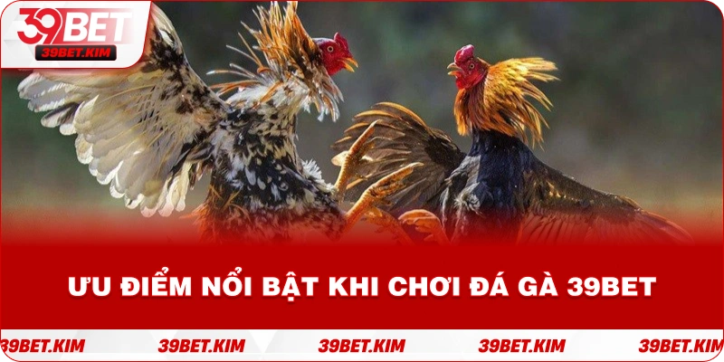 Ưu điểm nổi bật khi chơi đá gà 39BET
